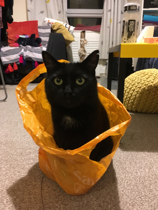 Olaf inside a plastic bag